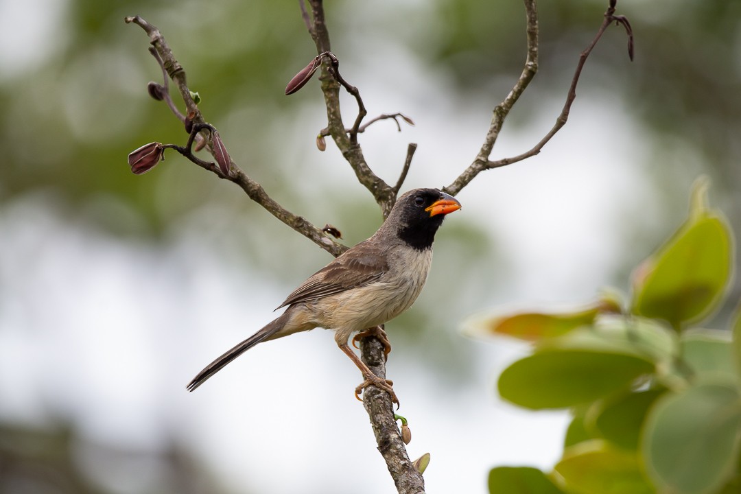 Black-throated Saltator - ML645714338
