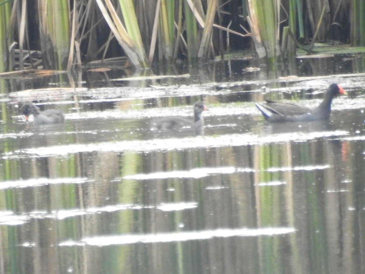 Американская камышница - ML645714341