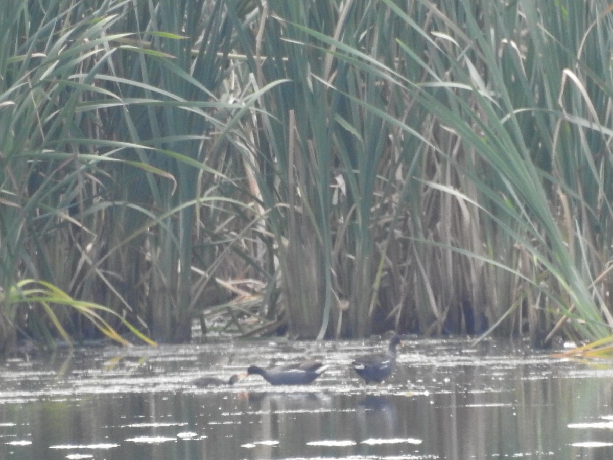 Американская камышница - ML645714342