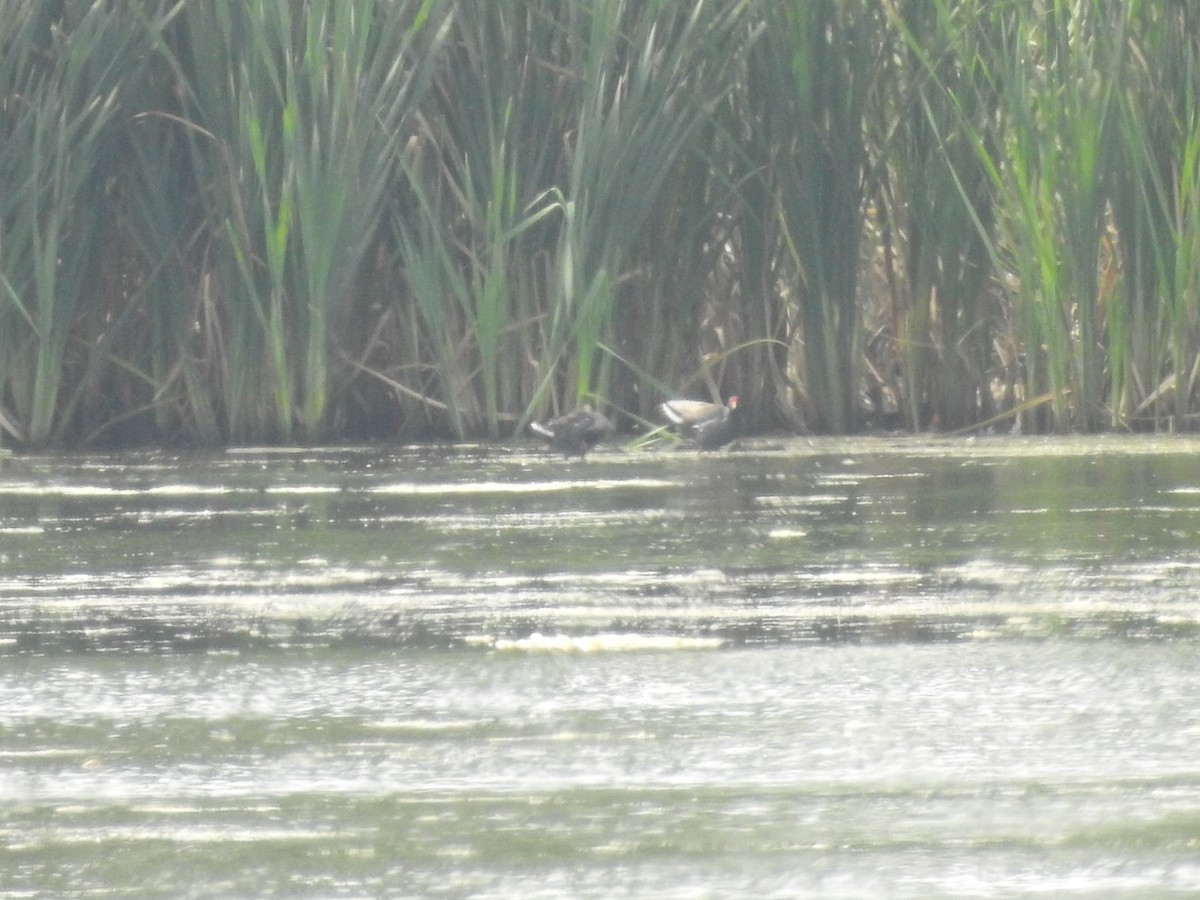 Американская камышница - ML645714343