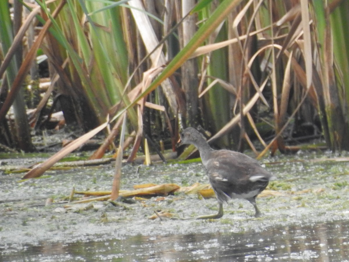 Американская камышница - ML645714344