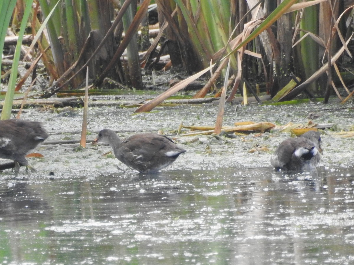 Американская камышница - ML645714345