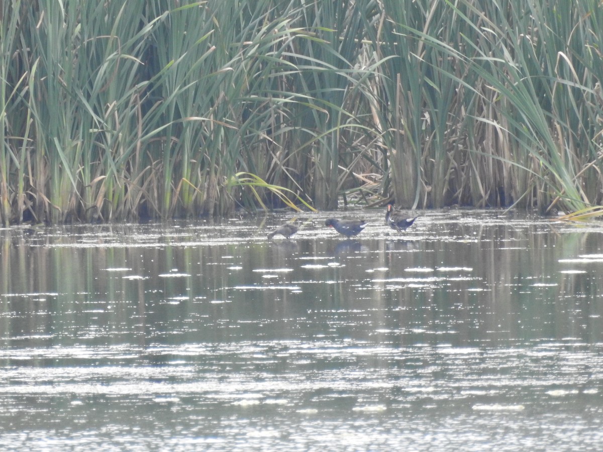 Американская камышница - ML645714346