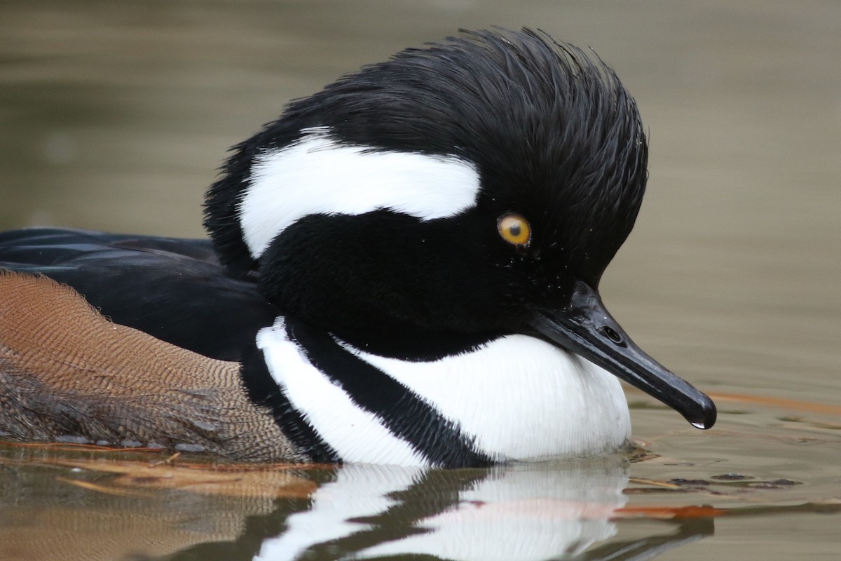 Hooded Merganser - ML645714348