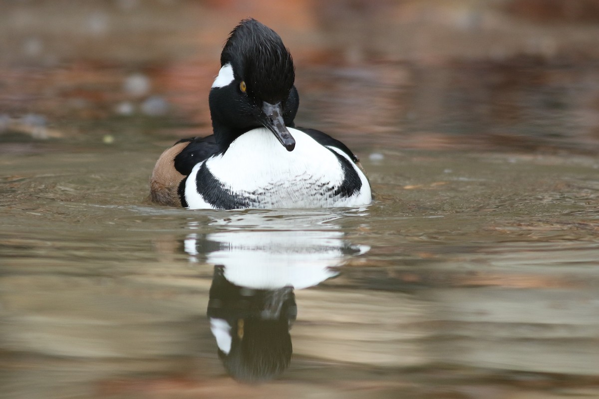 Hooded Merganser - ML645714349