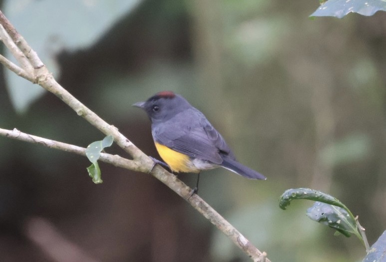Slate-throated Redstart - ML645714350