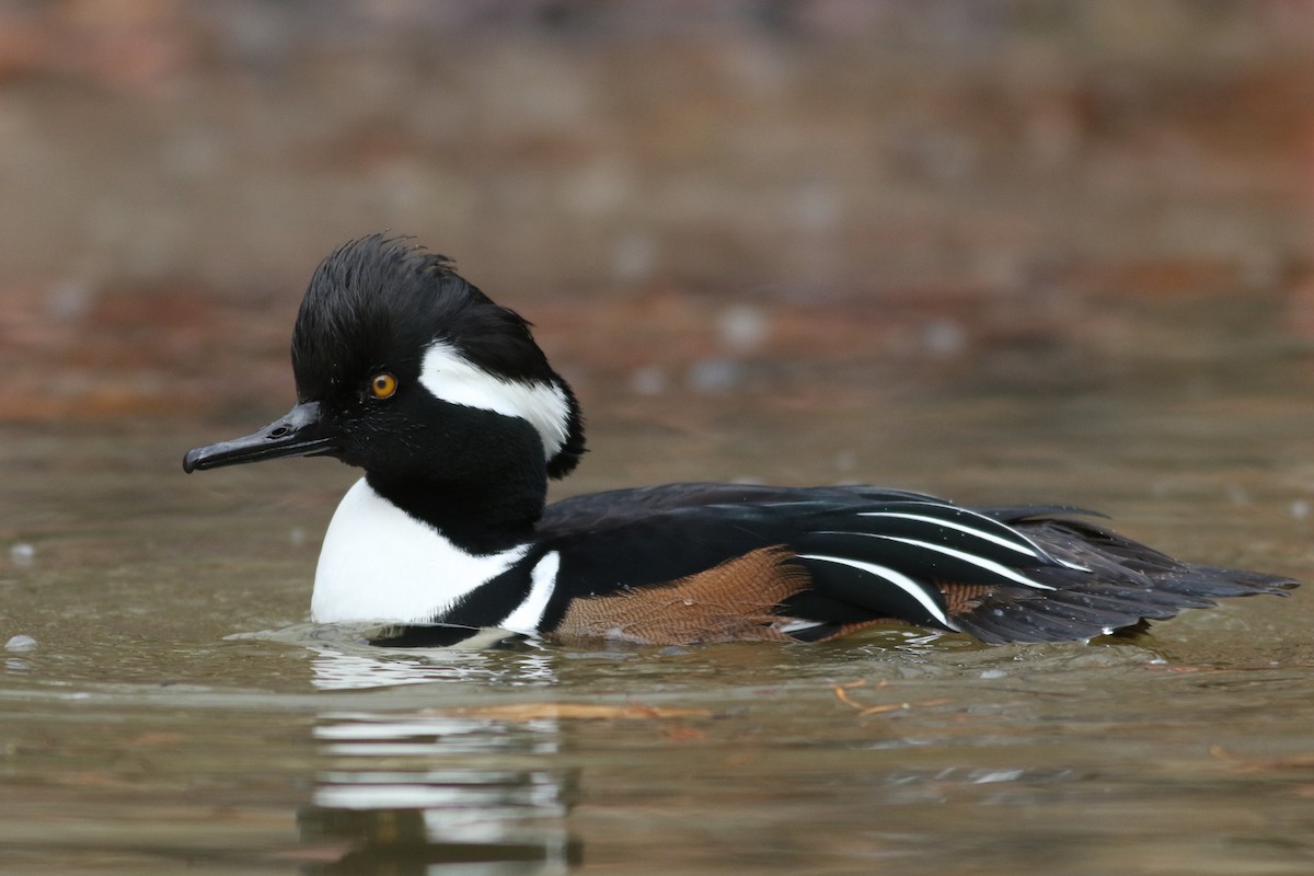 Hooded Merganser - ML645714351