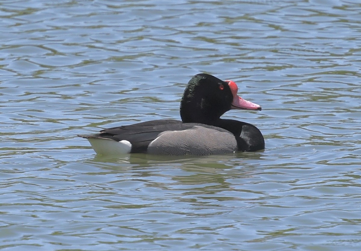 Rosy-billed Pochard - ML645714358
