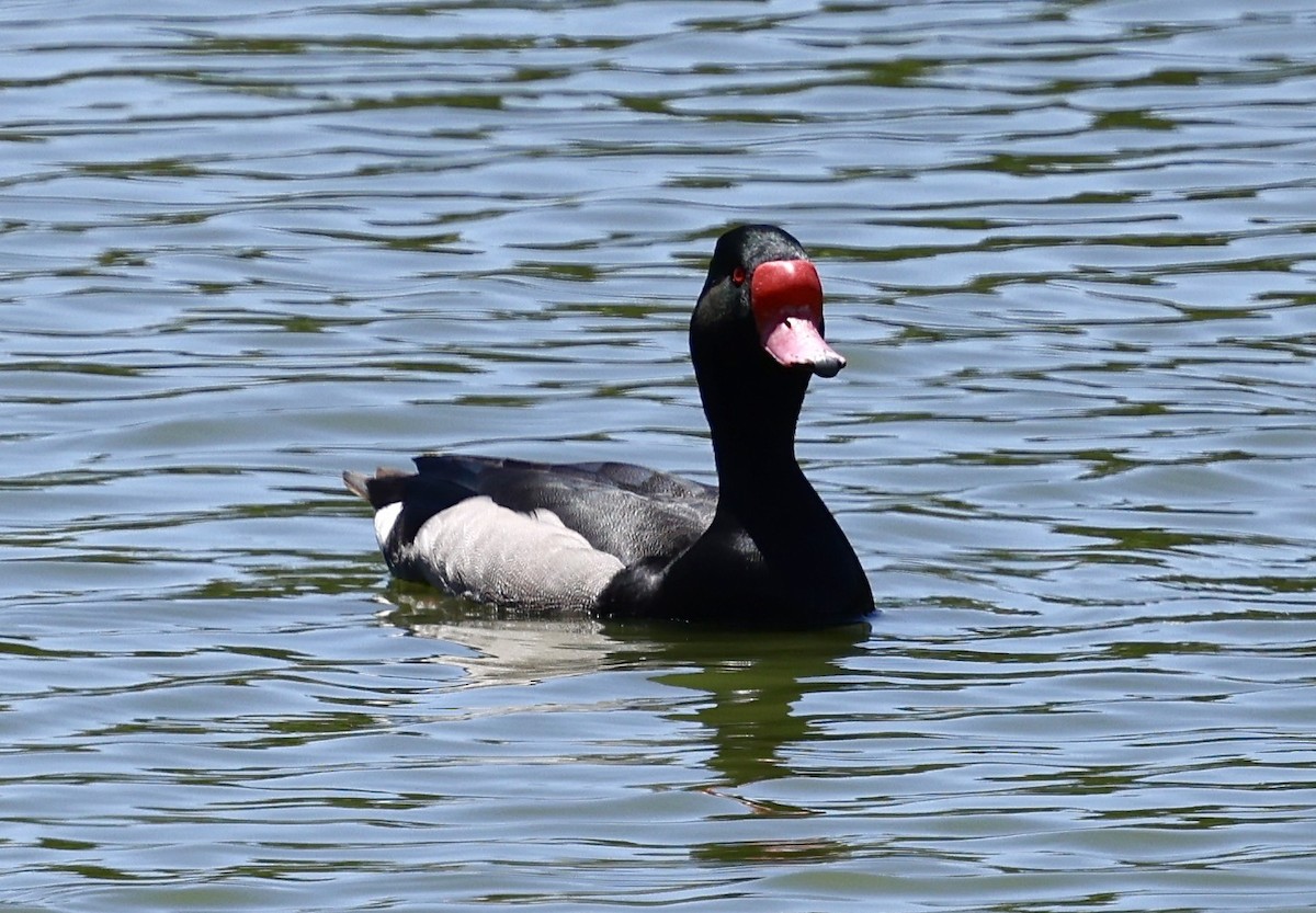 Rosy-billed Pochard - ML645714359