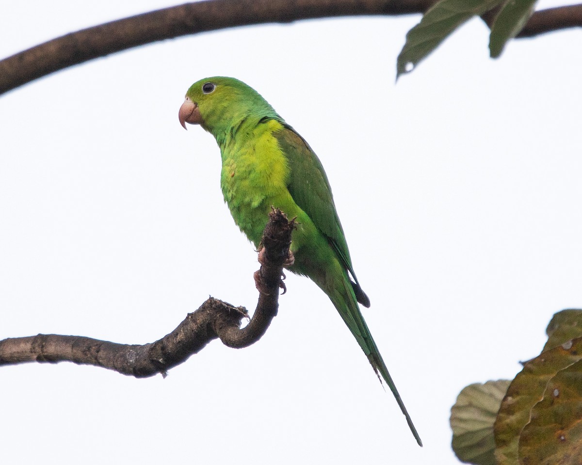 Plain Parakeet - ML645714361