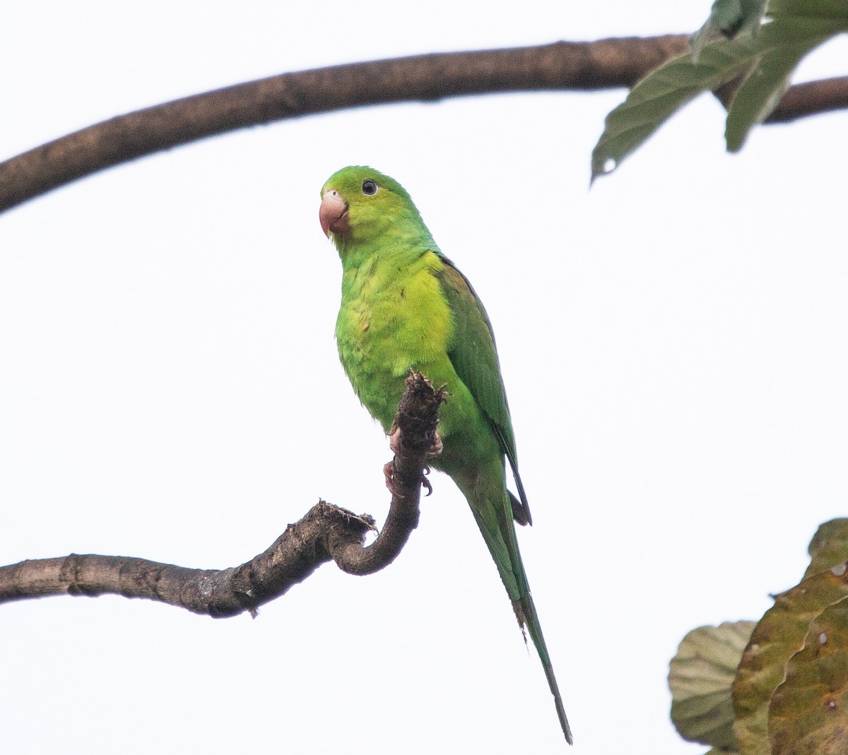 Plain Parakeet - ML645714362