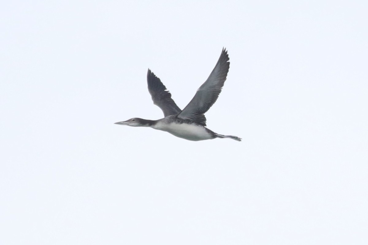 Common Loon - ML645714363