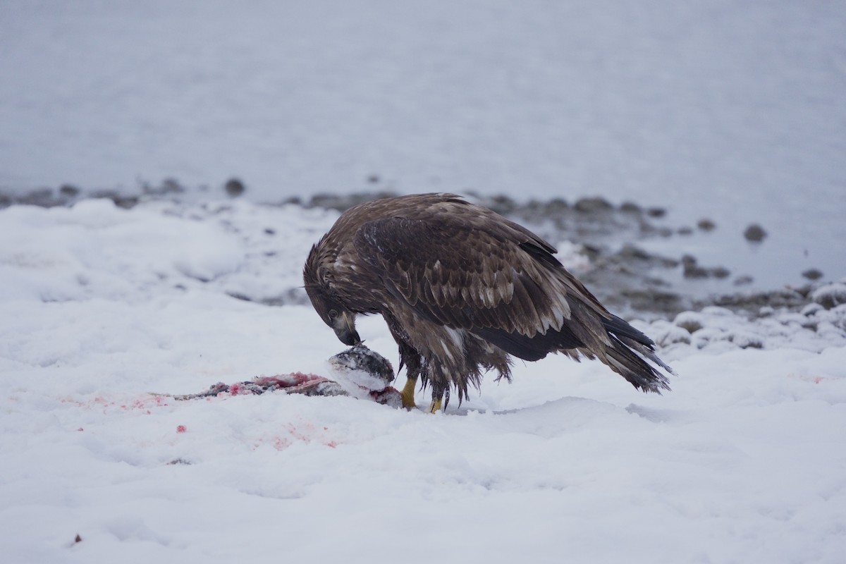 Bald Eagle - ML645714366