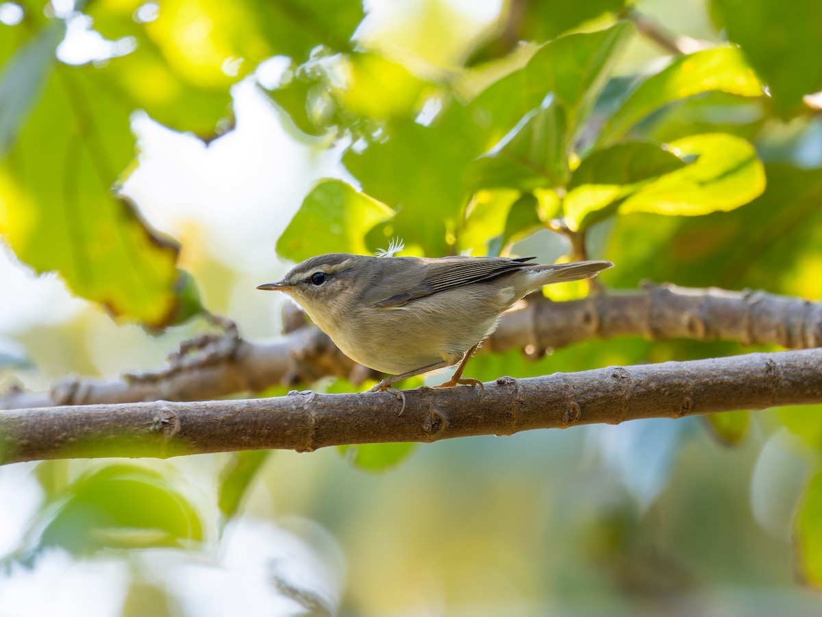 עלווית כהה - ML645714369