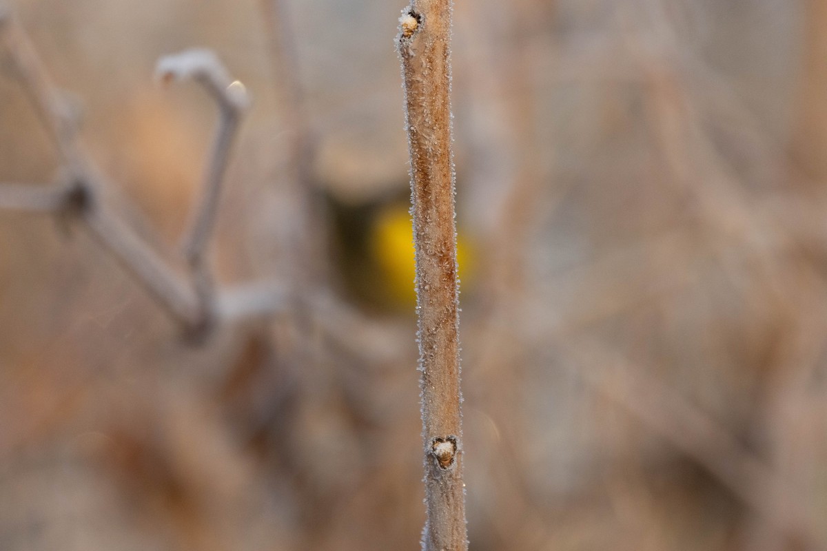 Common Yellowthroat - ML645714370