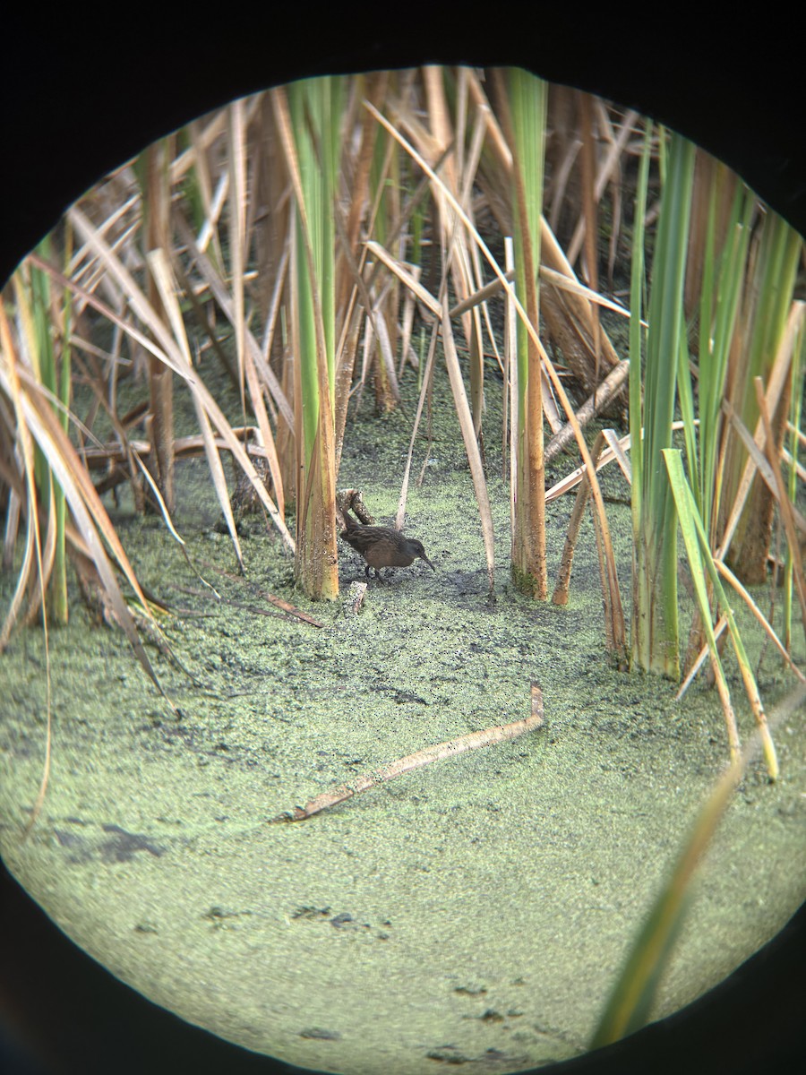 Uroilanda virginiarra - ML645714377