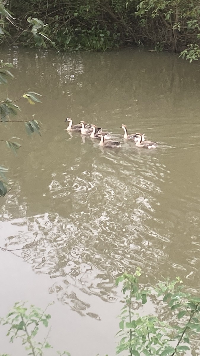 husa labutí - ML645714378