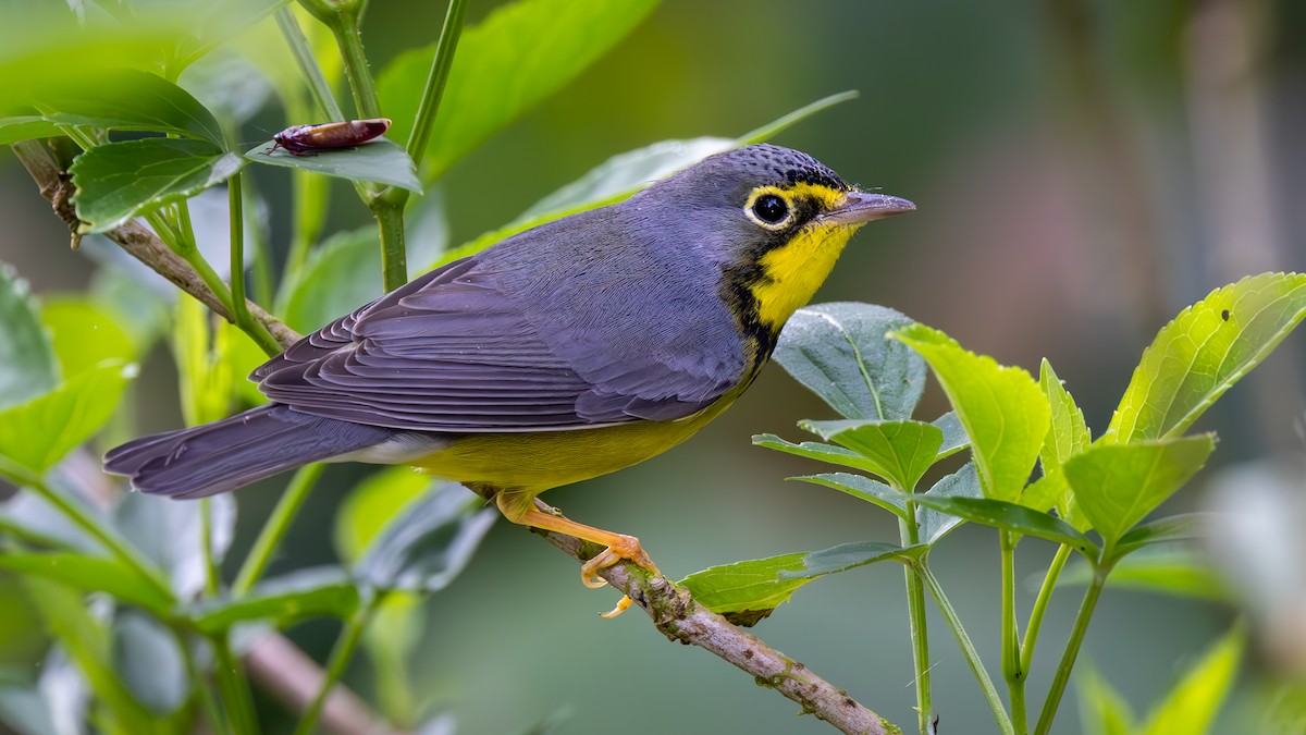 Reinita Canadiense - ML645714394