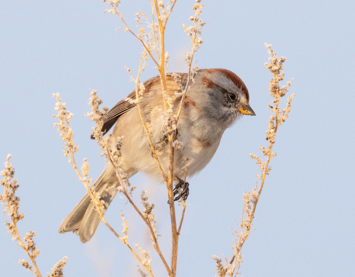 Пасовник північний - ML645714395