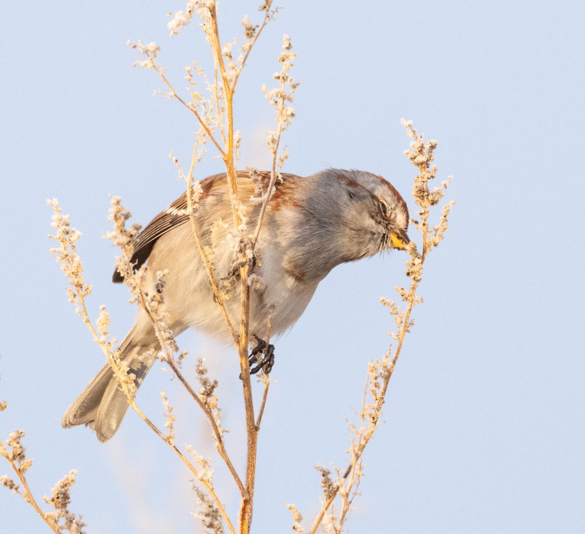 Пасовник північний - ML645714397
