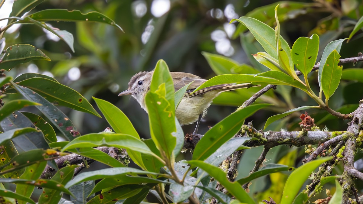 Brown-capped Vireo - ML645714406
