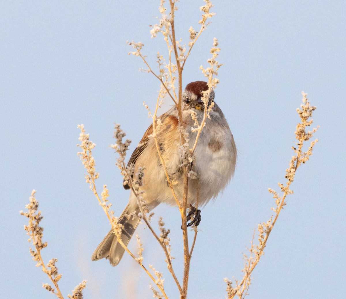 Пасовник північний - ML645714417