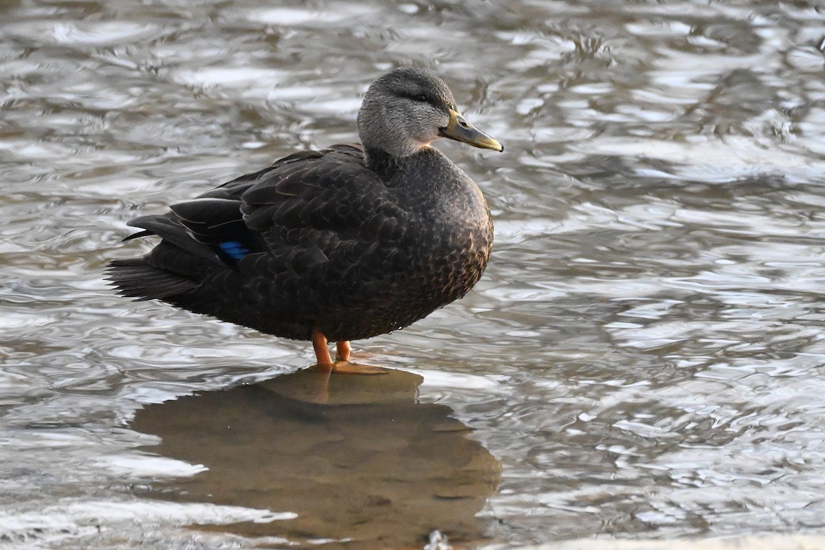 Ahate iluna - ML645714418