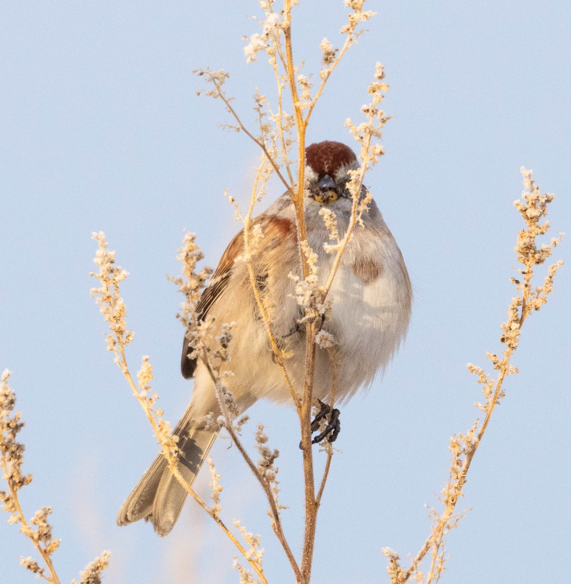 Пасовник північний - ML645714428