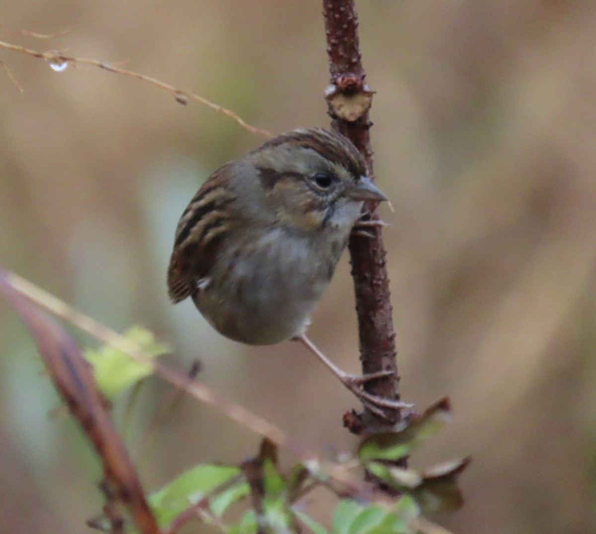 Bruant des marais - ML645714433