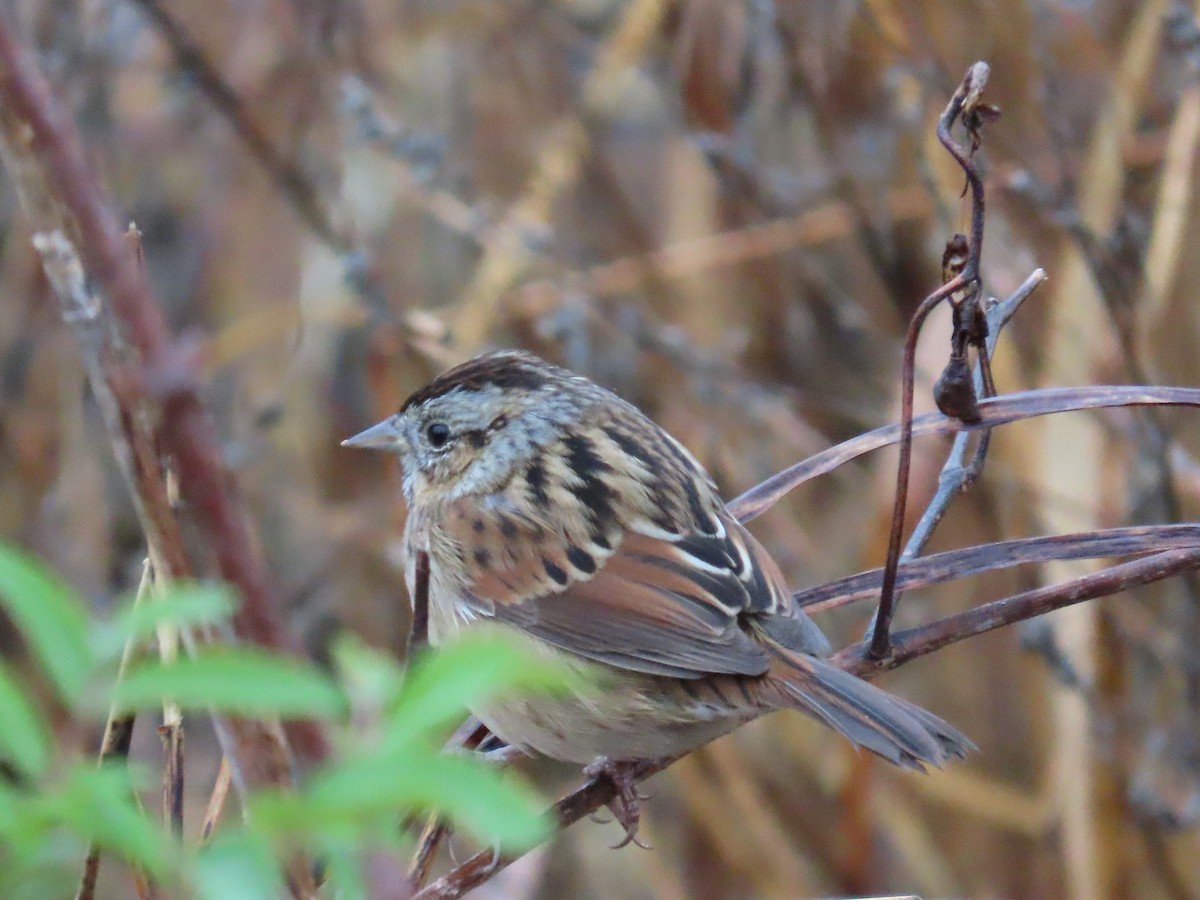ヌマウタスズメ - ML645714434