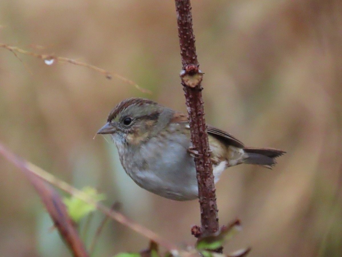 ヌマウタスズメ - ML645714435
