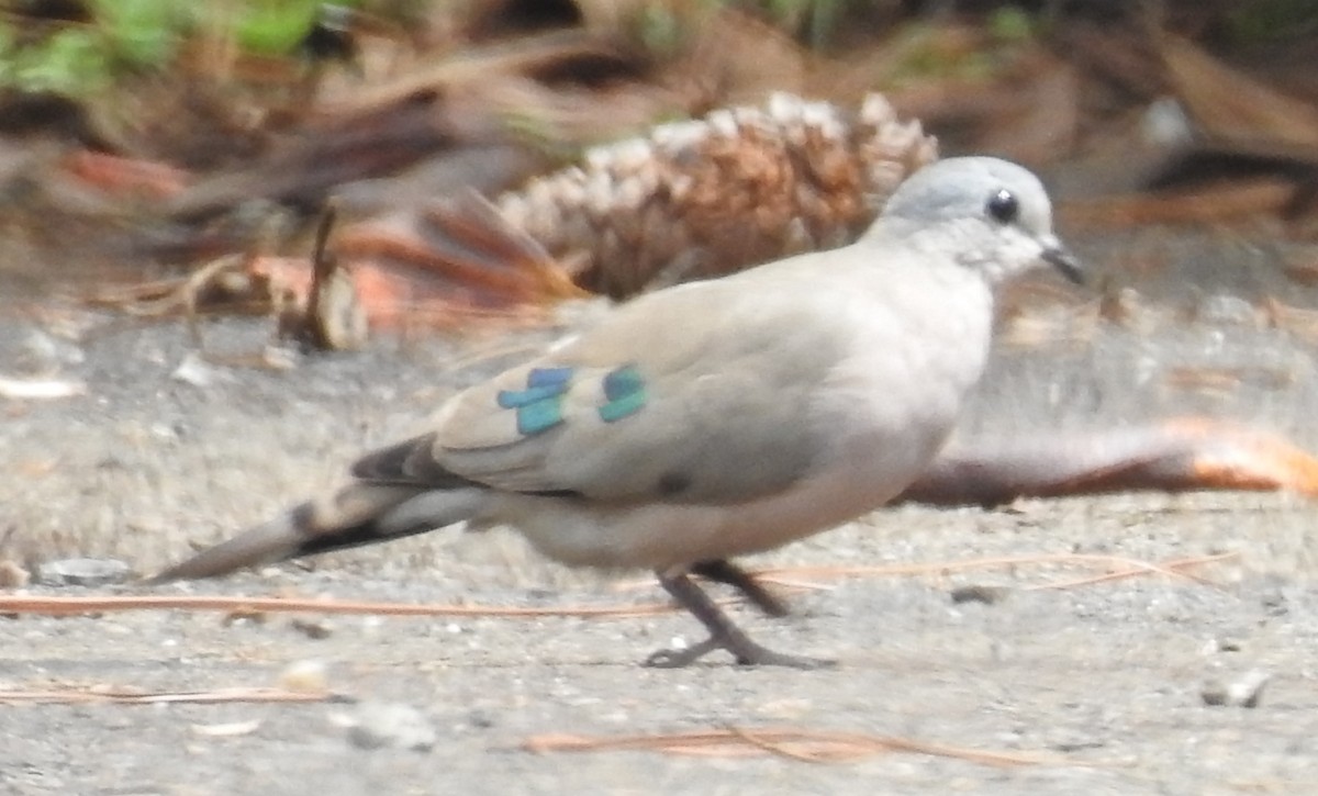 Emerald-spotted Wood-Dove - ML645714438