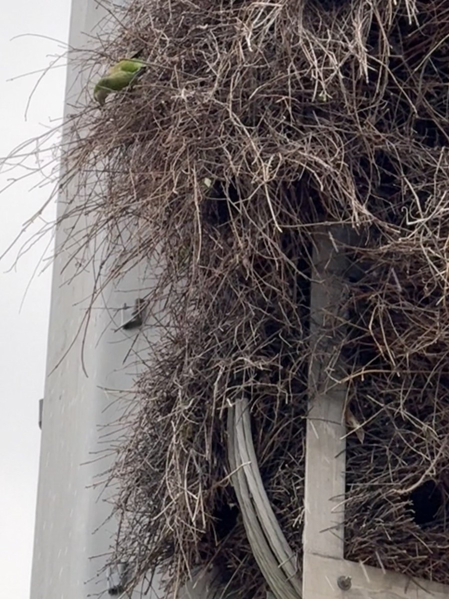 オキナインコ - ML645714443