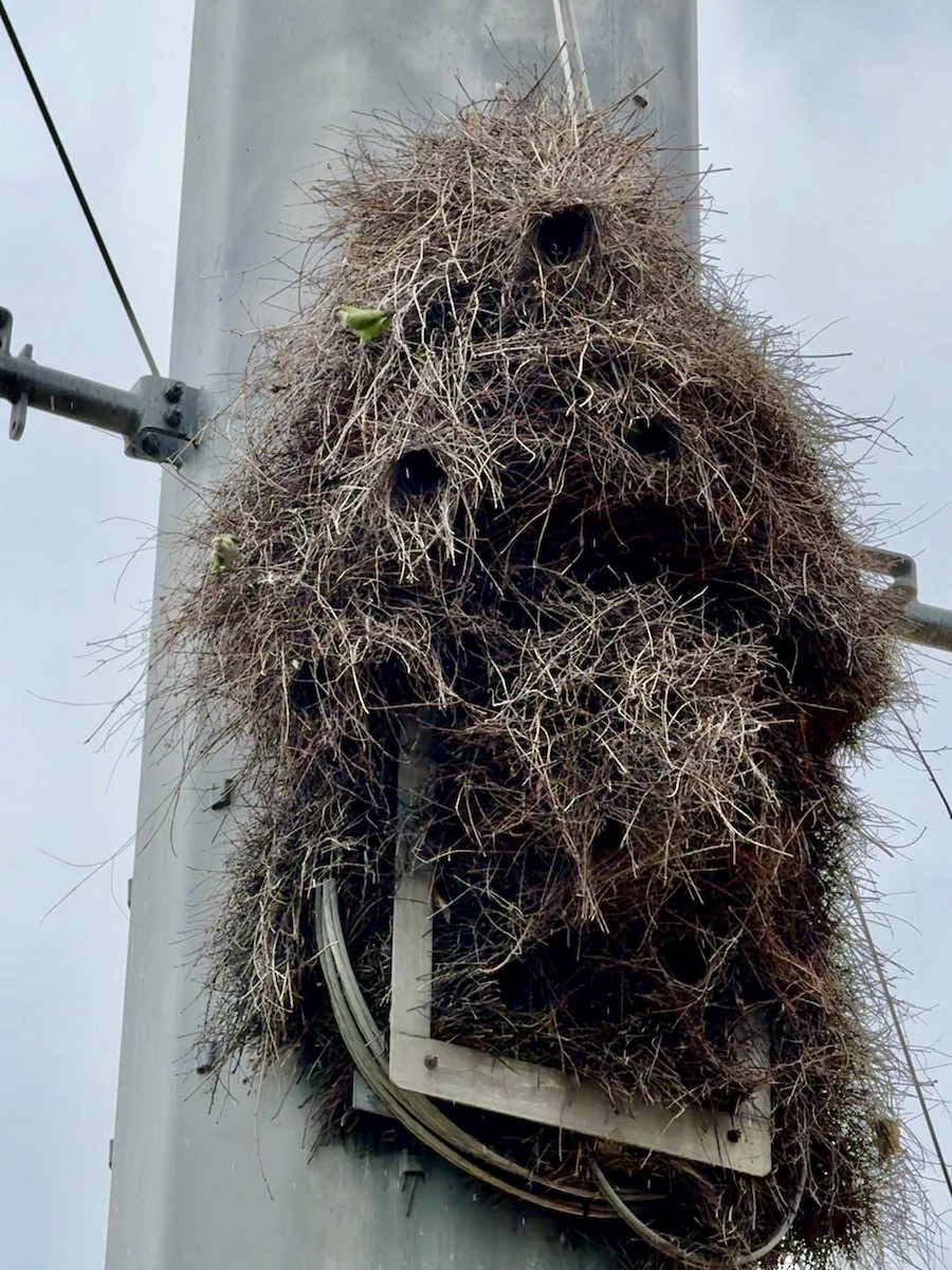 オキナインコ - ML645714444