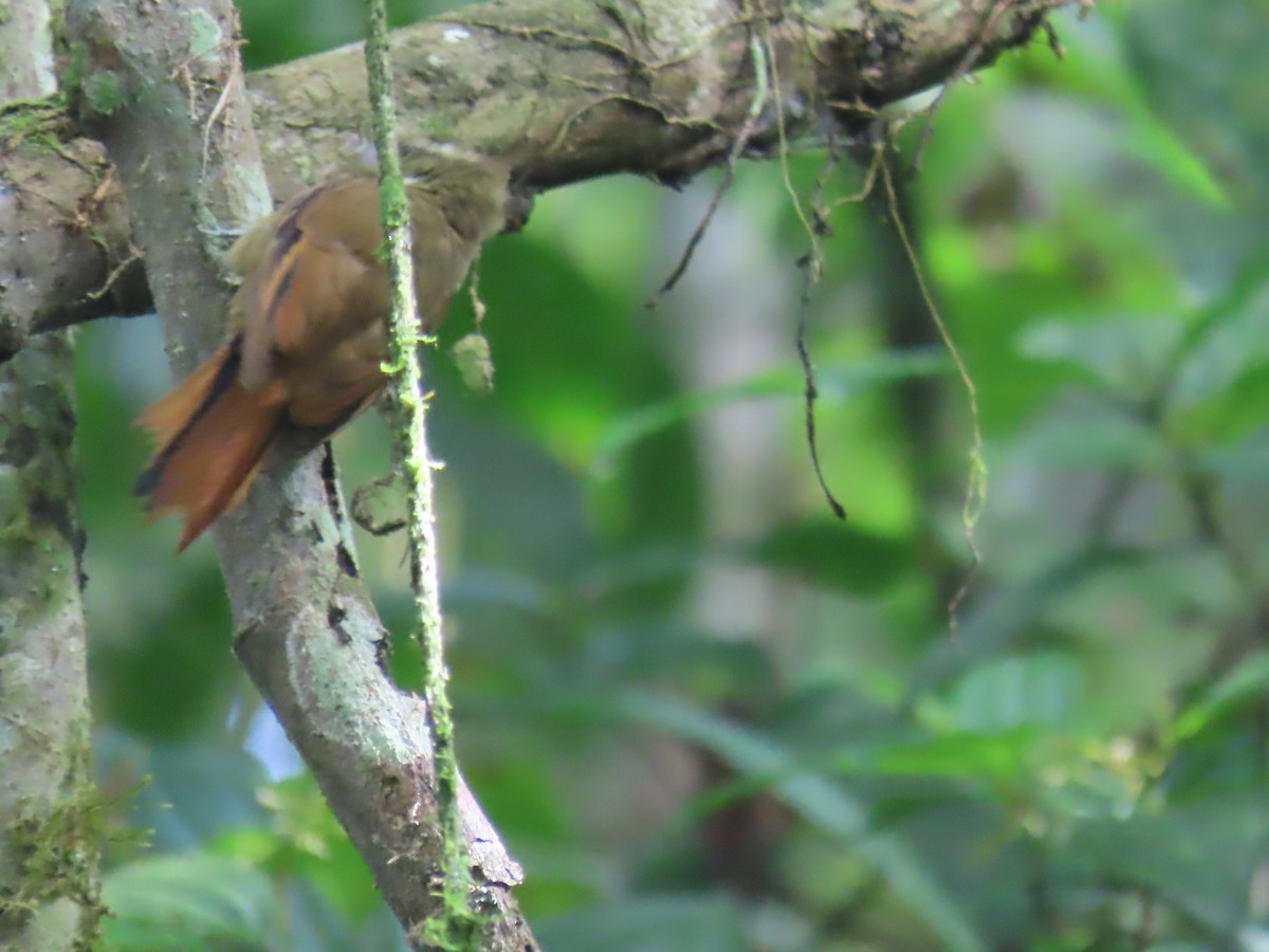 Northern Plain-Xenops - ML645714445