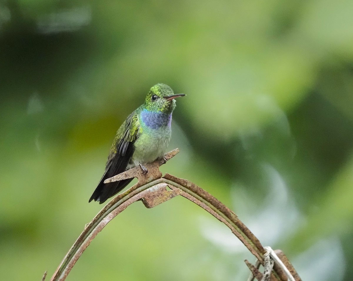 エメラルドハチドリ - ML645714447