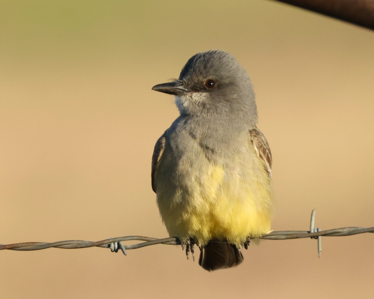 ハシボソタイランチョウ - ML645714448