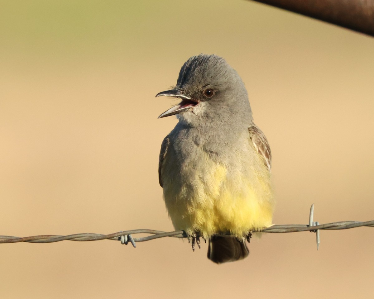 ハシボソタイランチョウ - ML645714449