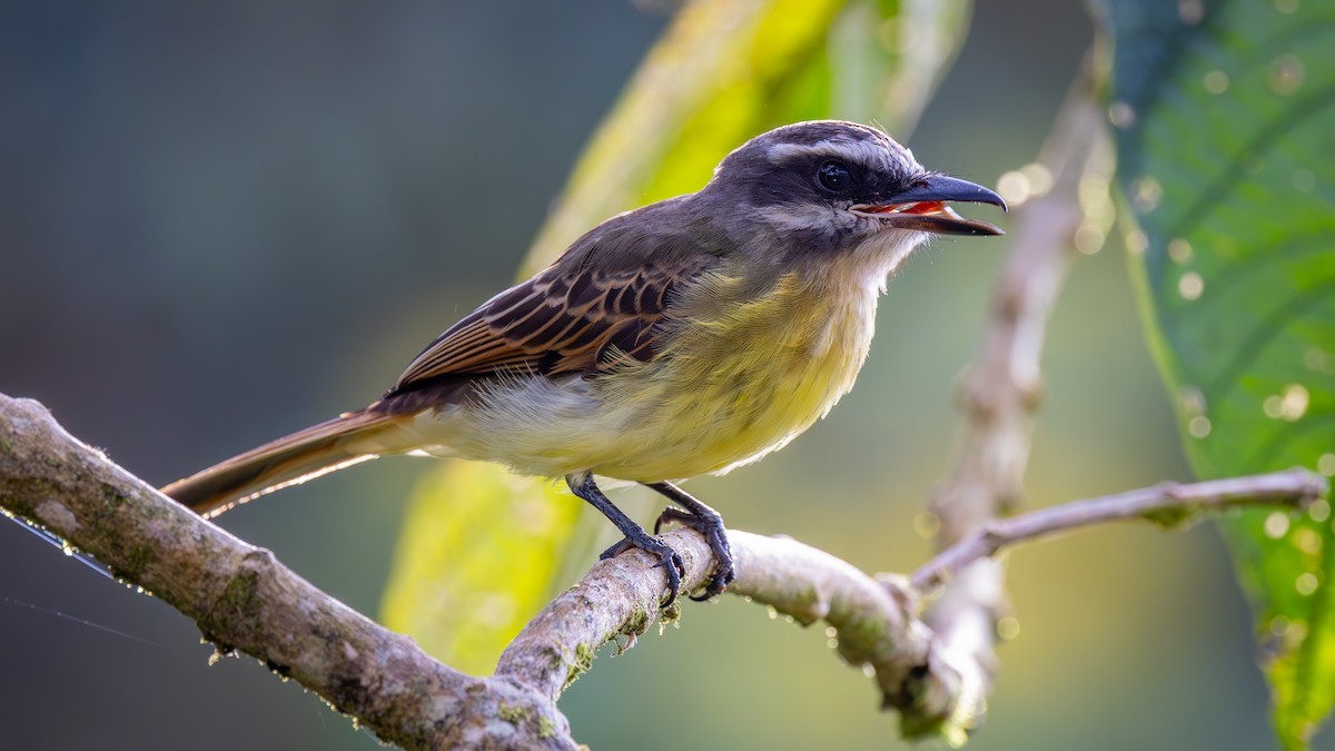 ウスブチタイランチョウ - ML645714450