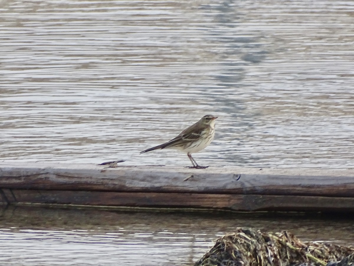 サメイロタヒバリ - ML645714452