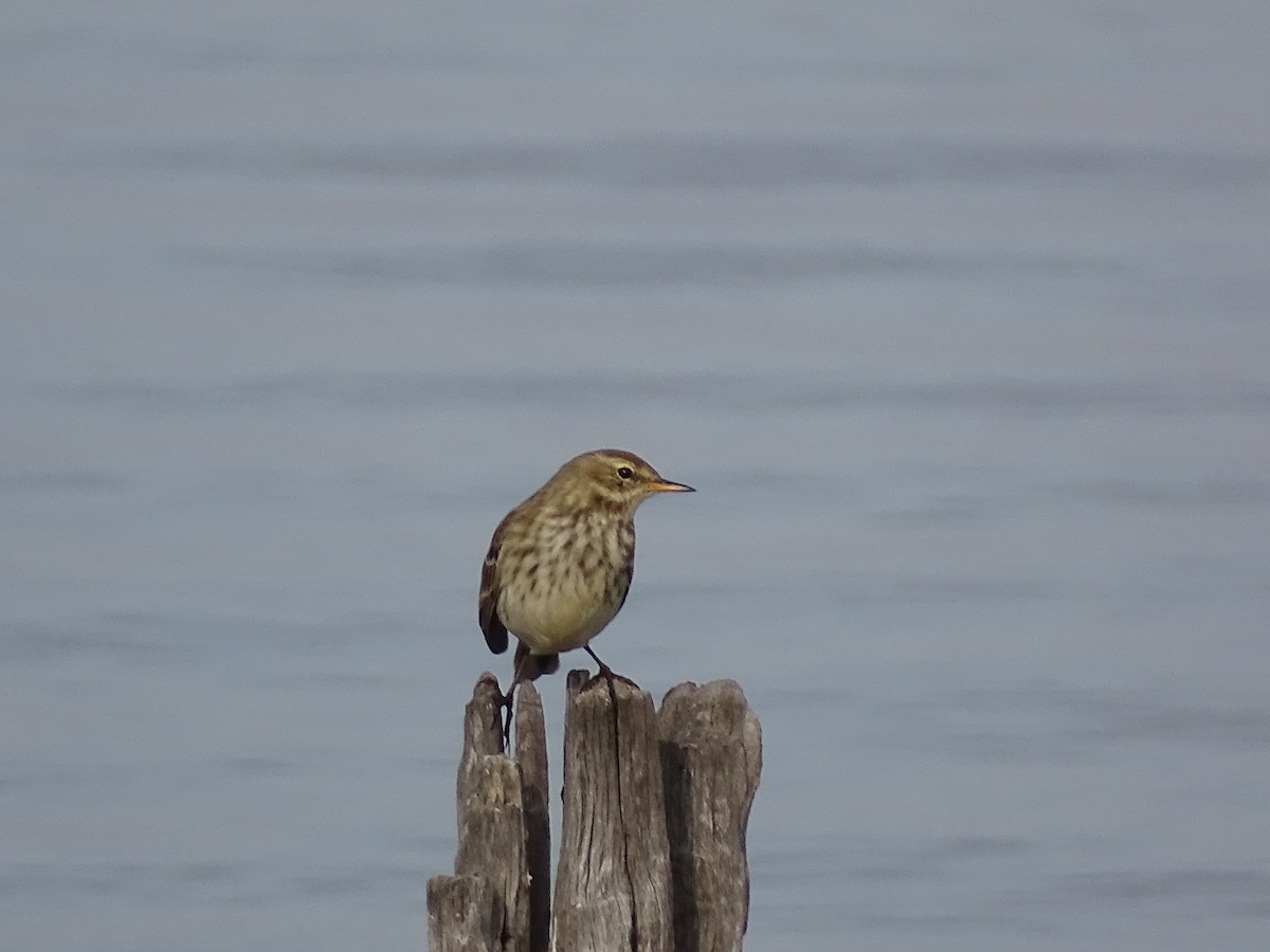 サメイロタヒバリ - ML645714454