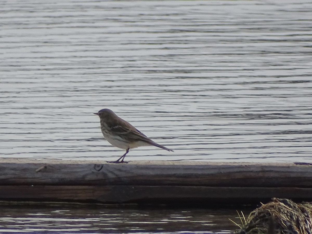 サメイロタヒバリ - ML645714455