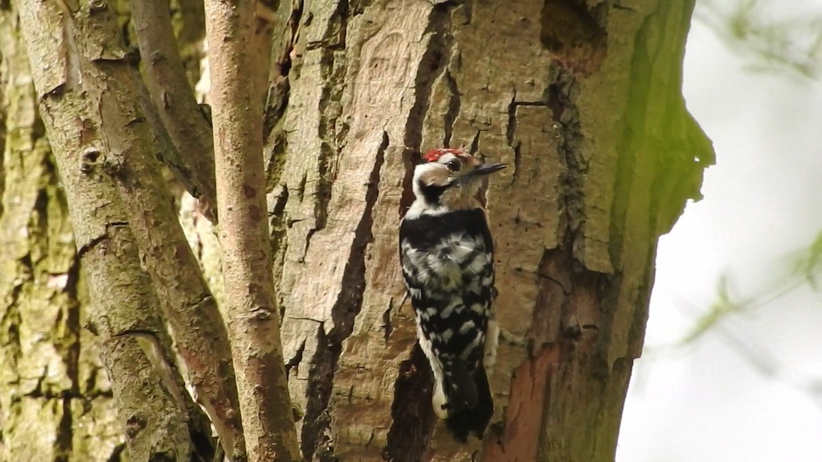 コアカゲラ - ML645714456