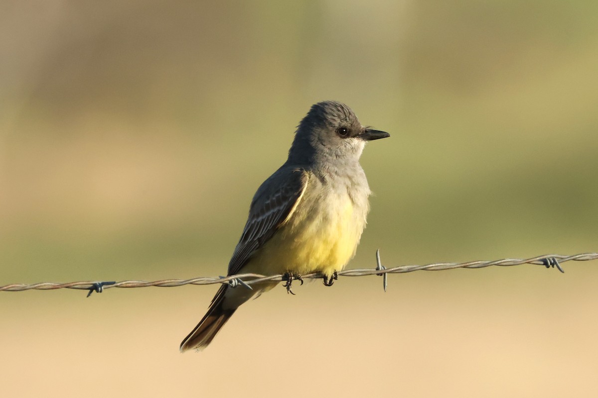 ハシボソタイランチョウ - ML645714458