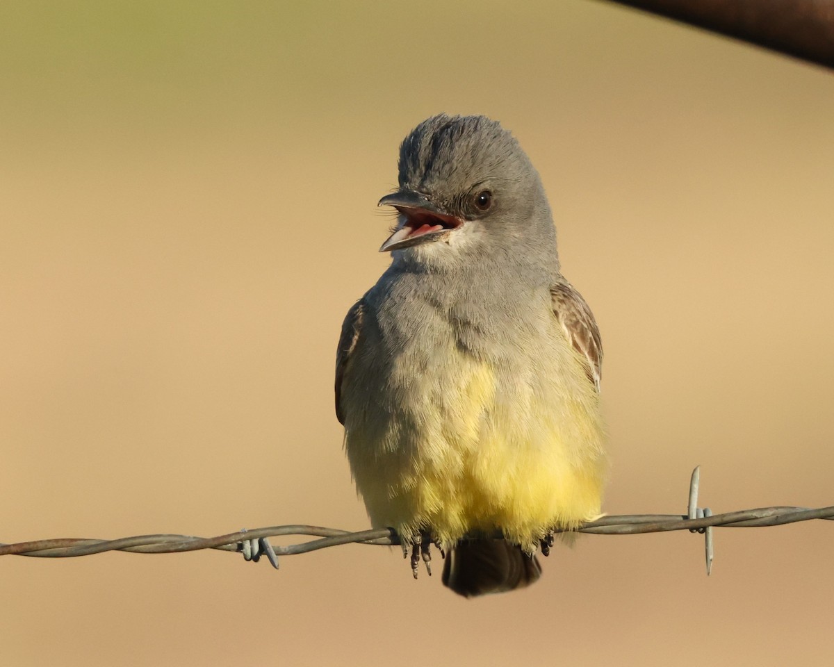 ハシボソタイランチョウ - ML645714459