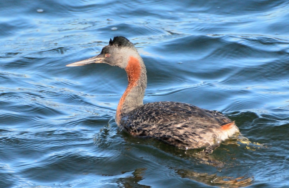 オオカイツブリ - ML645714460