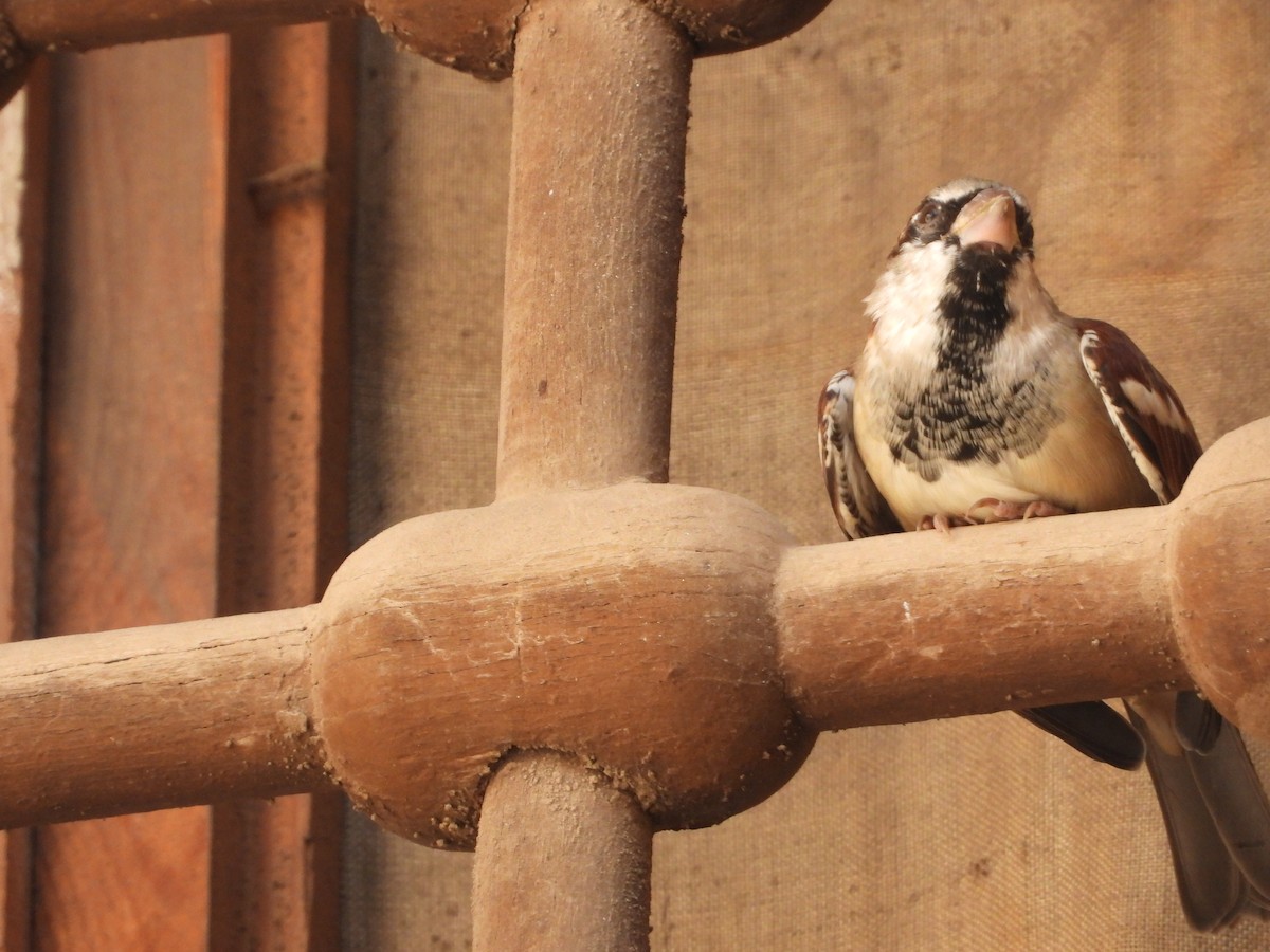 イエスズメ - ML645714461