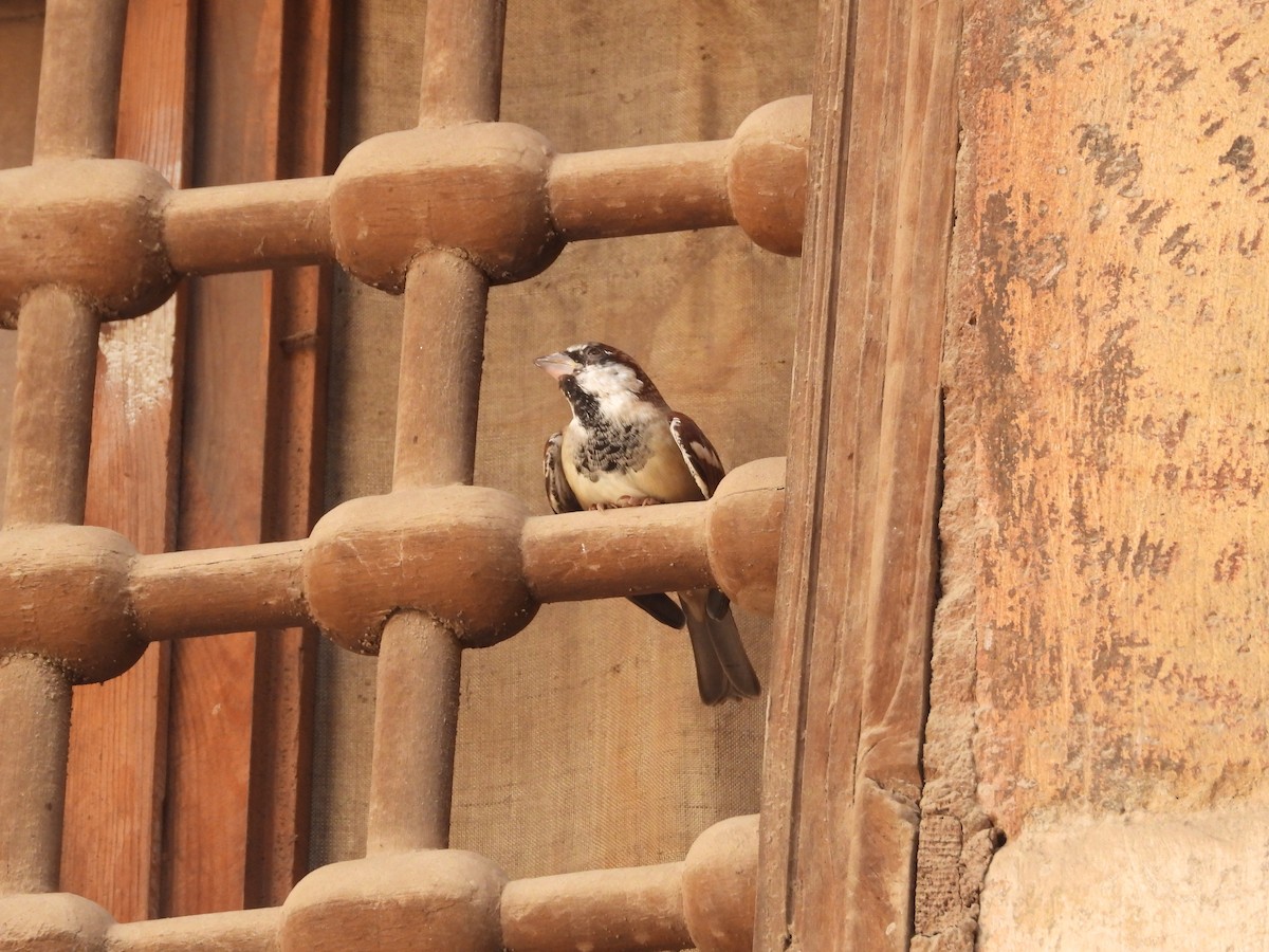 イエスズメ - ML645714462