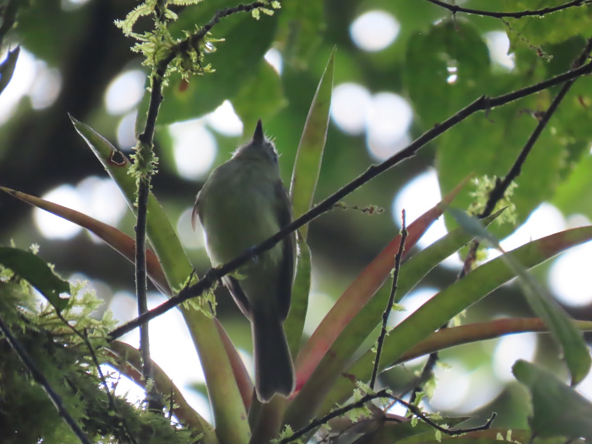 ハシボソハエトリ - ML645714463