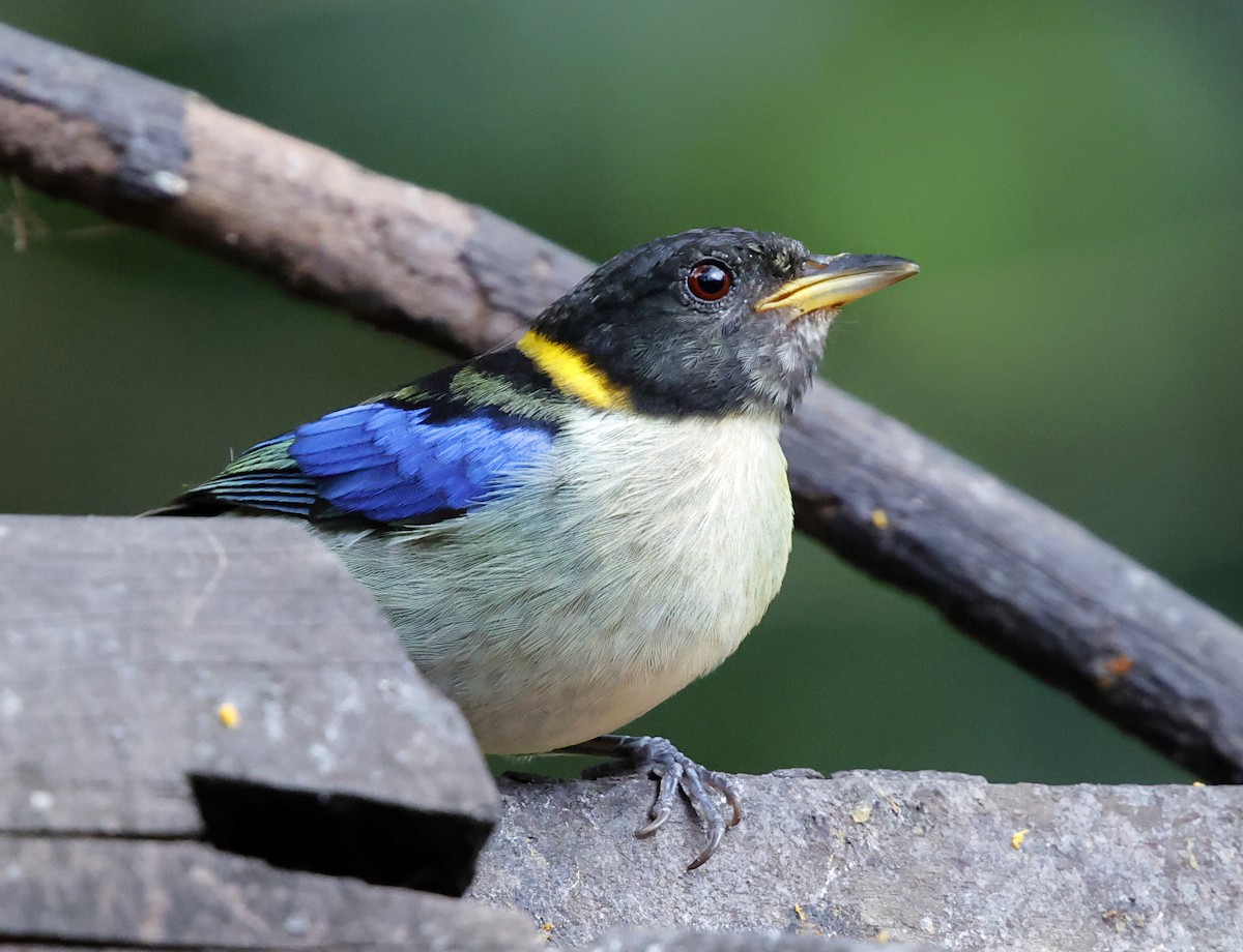 ハシナガフウキンチョウ - ML645714464